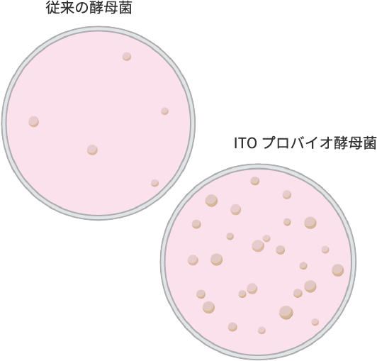 従来の酵母菌とITOプロバイオ酵母菌では酵母菌の減少を抑えられる